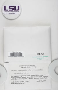 Lecanora caesiorubella subsp. merrillii image