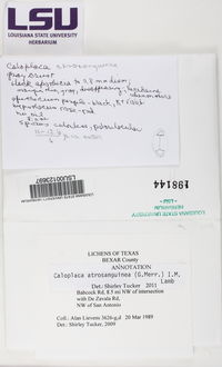 Caloplaca atrosanguinea image
