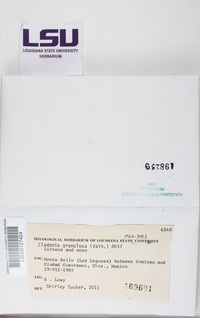 Cladonia granulosa image