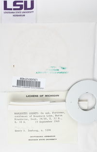 Mycobilimbia pilularis image