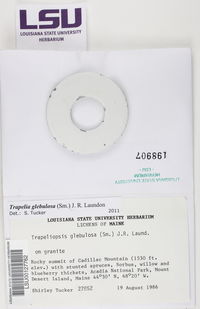 Trapelia glebulosa image