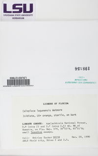 Caloplaca lagunensis image