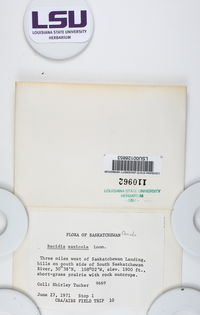 Bacidia saxicola image