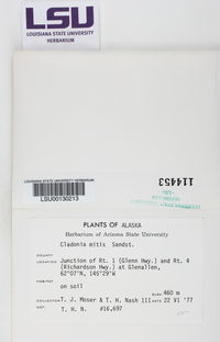 Cladonia arbuscula subsp. mitis image