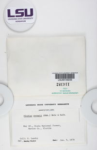 Cladonia evansii image