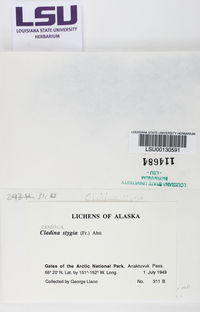 Cladonia stygia image