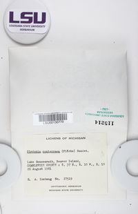 Cladonia coniocraea image