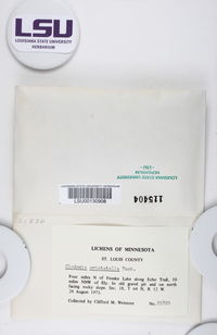Cladonia cristatella image