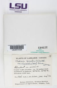 Cladonia gracilis subsp. gracilis image