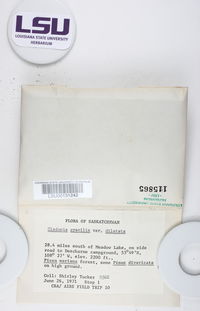 Cladonia gracilis var. dilatata image