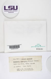 Cladonia maxima image