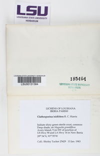 Clathroporina isidiifera image