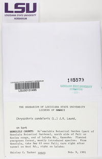 Chrysothrix xanthina image