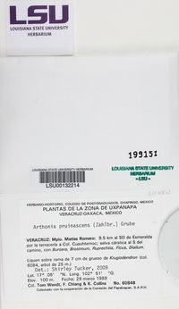 Arthonia pruinascens image