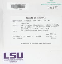 Cyphelium lucidum image