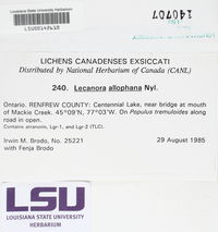 Lecanora allophana image