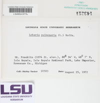 Lobaria pulmonaria image