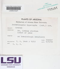 Parmeliopsis hyperopta image