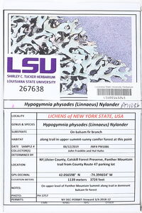 Hypogymnia physodes image