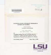 Lecanora caesiorubella image