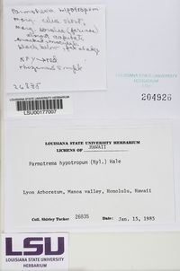 Parmotrema hypotropum image