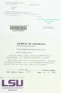 Lecanora appalachensis image