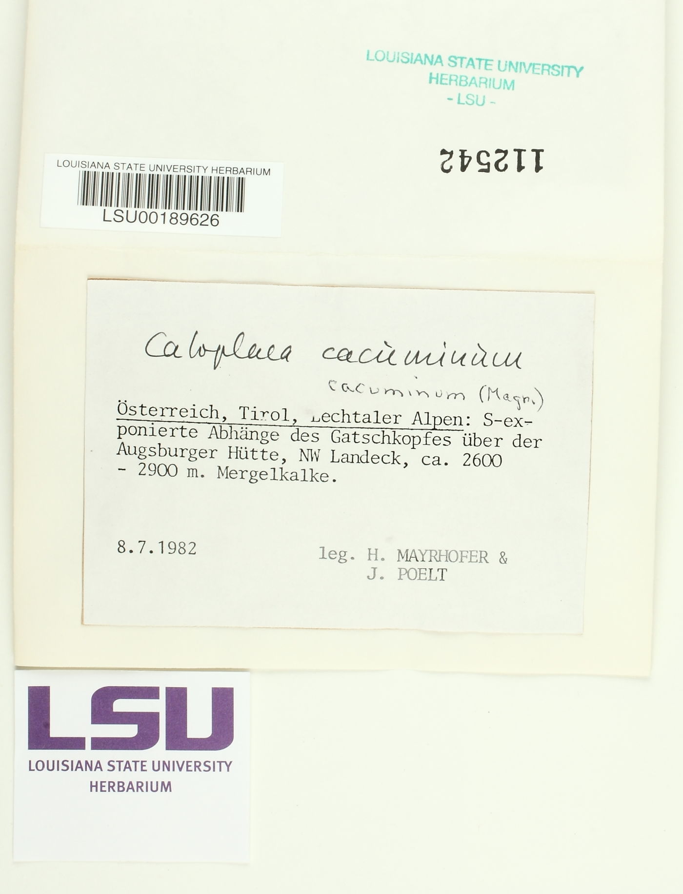 Caloplaca cacuminum image