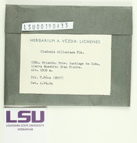 Cladonia dilleniana image