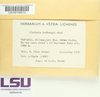 Cladonia hedbergii image