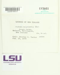 Cladonia neozelandica image