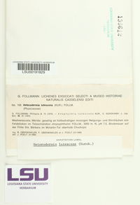Leucodermia lutescens image