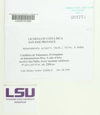 Leucodermia vulgaris image
