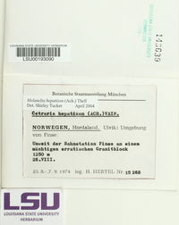Melanelia hepatizon image