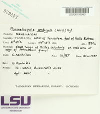 Parmeliopsis ambigua image