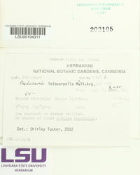Pertusaria leiocarpella image