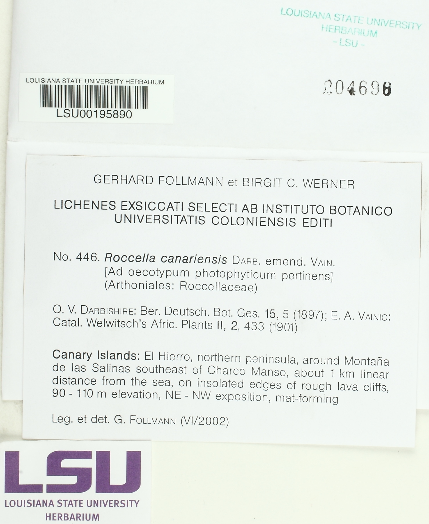 Roccella canariensis