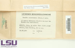 Scoliciosporum chlorococcum image