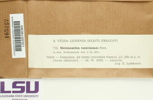 Stereocaulon vesuvianum image
