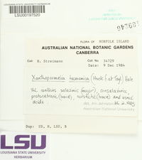 Xanthoparmelia tasmanica image
