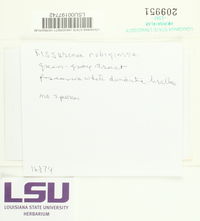 Fissurina rubiginosa image