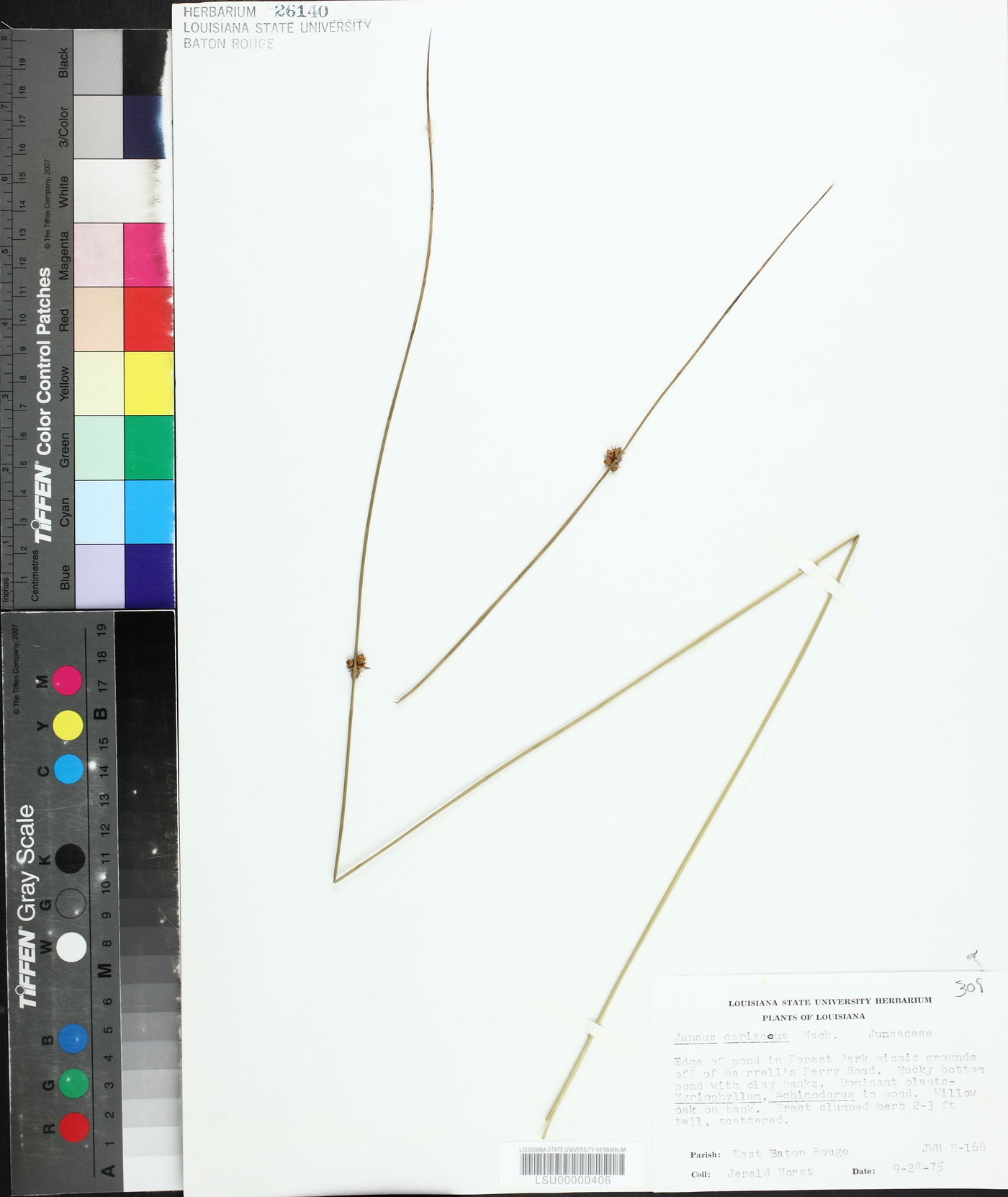 Juncus coriaceus image