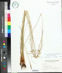 Juncus coriaceus image