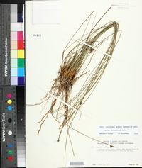 Juncus coriaceus image