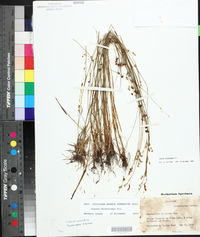 Juncus dichotomus image