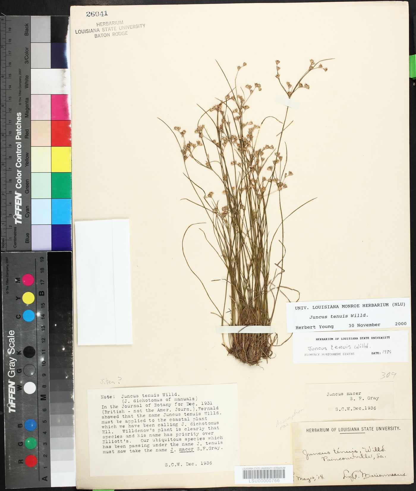 Aristida purpurascens var. purpurascens image