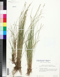 Carex atlantica subsp. capillacea image