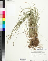 Carex bromoides image