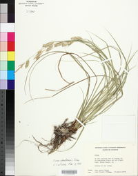 Carex cherokeensis image