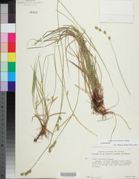 Carex festucacea image