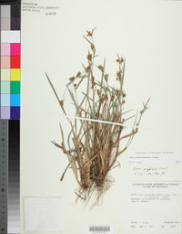 Carex flaccosperma image